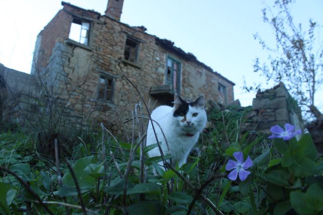 Can Dostlar fotoğrafı